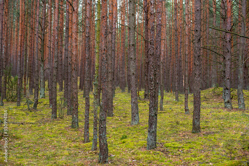 pine forest in early spring, the silence of nature