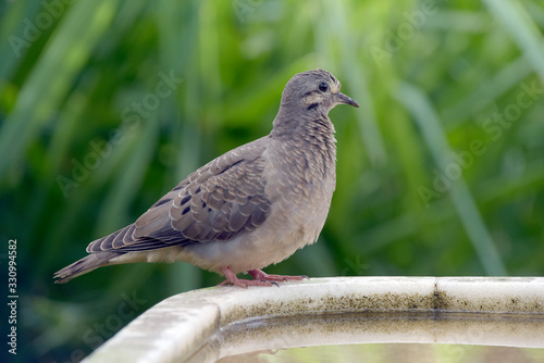 Eared dove, or Avoante, perched on the white stone drinking fountain photo