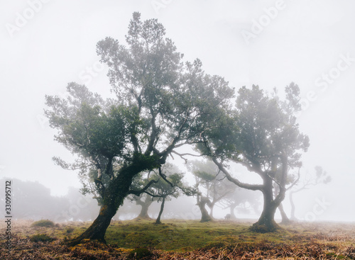 Mystical forest © BGStock72