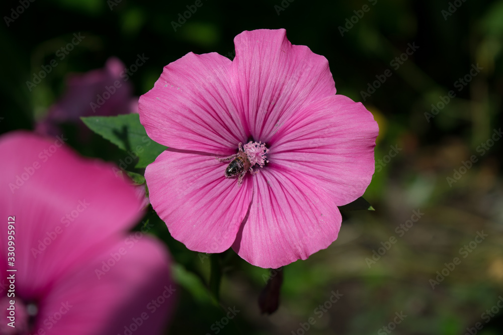 red flower in the garden