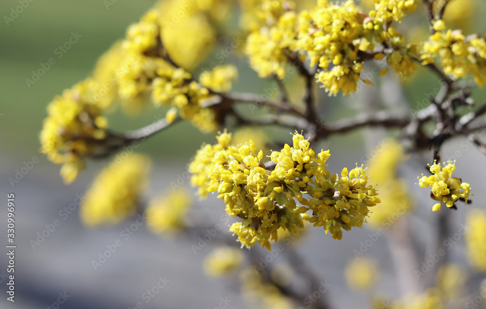 Spring budding Cornus is commonly known as dogwoods. Cornelian cherry or European cornel is a shrub with red fruits that is also often wild. He is also one of the medicinal plants. Spring budding Cornus is commonly known as dogwoods. Cornelian cherry or European cornel is a shrub with red fruits that is also often wild. He is also one of the medicinal plants.