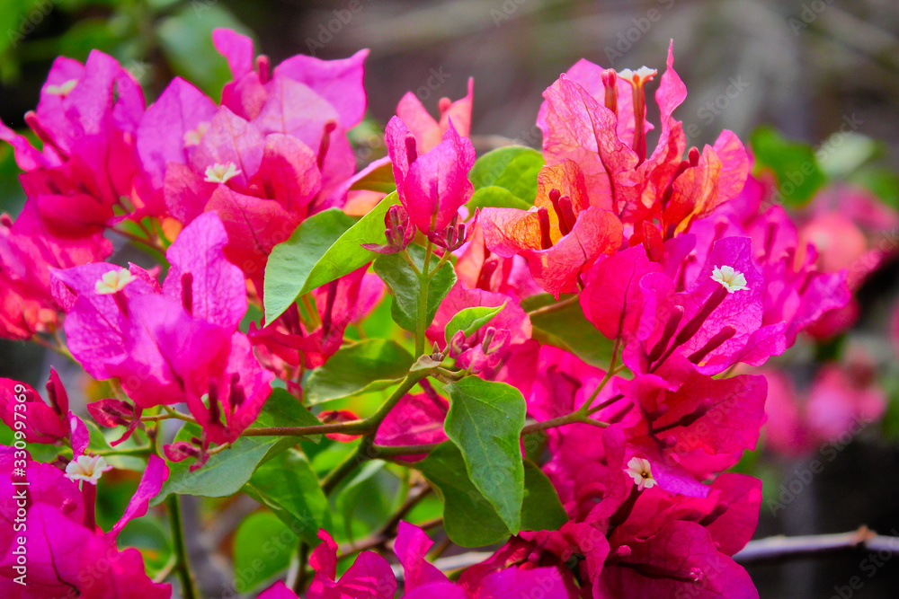 pink flower bougainville east java indonesia pink flower bougainville east java indonesia