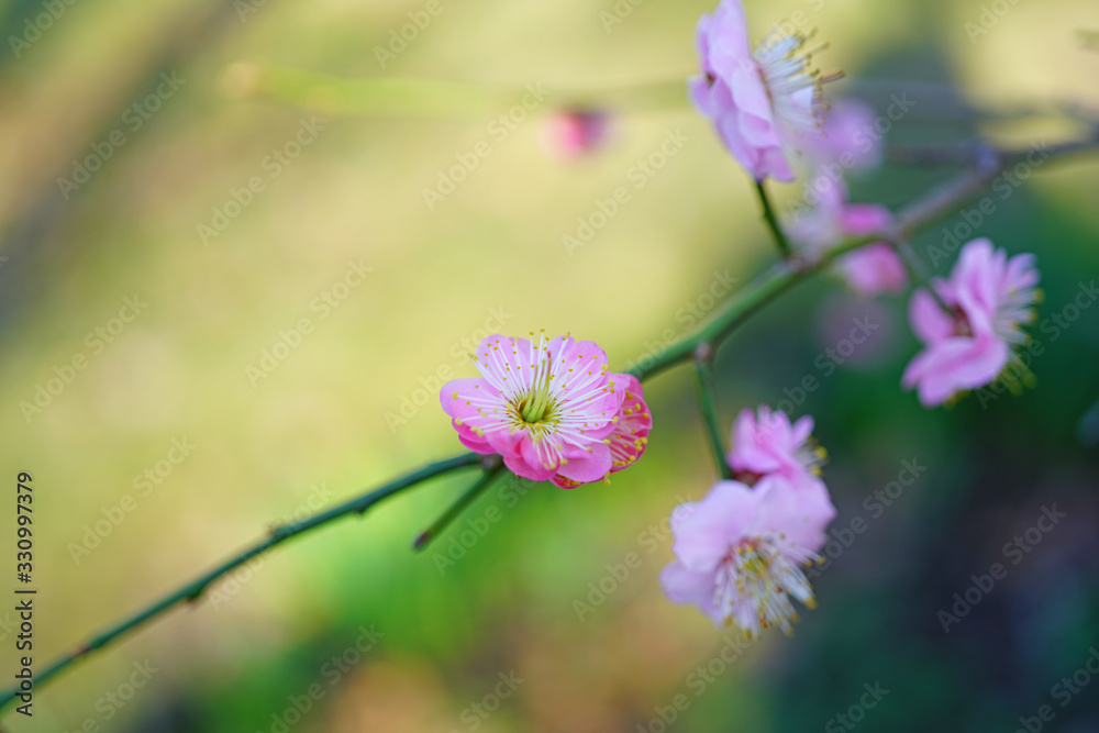 Pink flower blooms of the Japanese ume apricot tree, prunus mume Pink flower blooms of the Japanese ume apricot tree, prunus mume