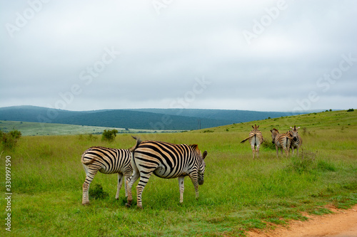 Addo Elephant National Park - South Africa