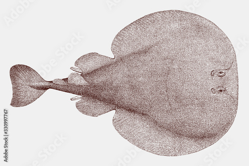 Atlantic torpedo ray, tetronarce nobiliana, a nocturnal fish in top view