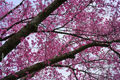 Branches of colorful pink cherry blossoms from a prunus tree in the spring