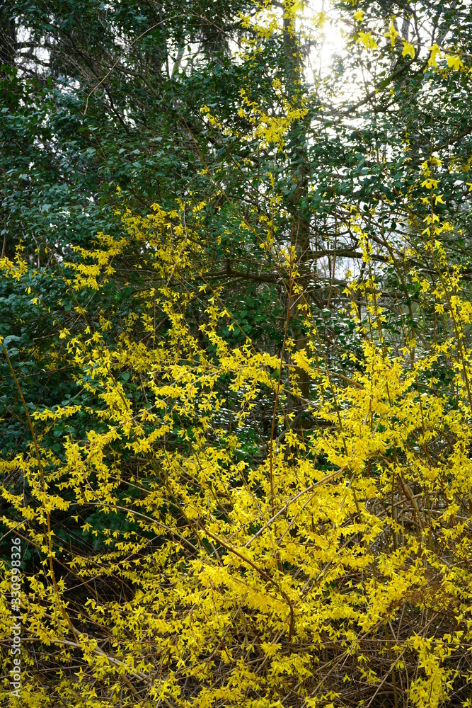Yellow branches of forsythia flowers in bloom in the spring Yellow branches of forsythia flowers in bloom in the spring