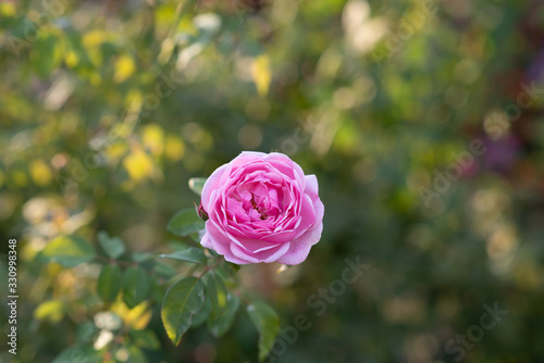 beautiful pink rose in the garden
