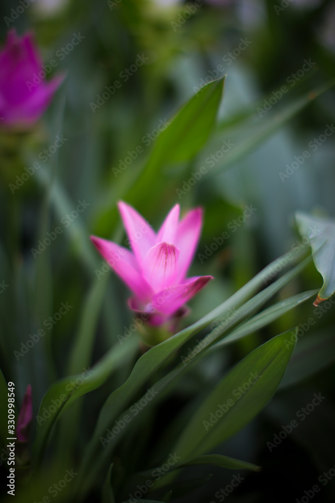 sternblume sternblume