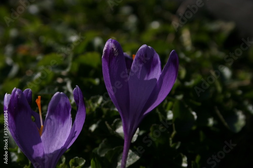 the purple crocuses in the spring garden