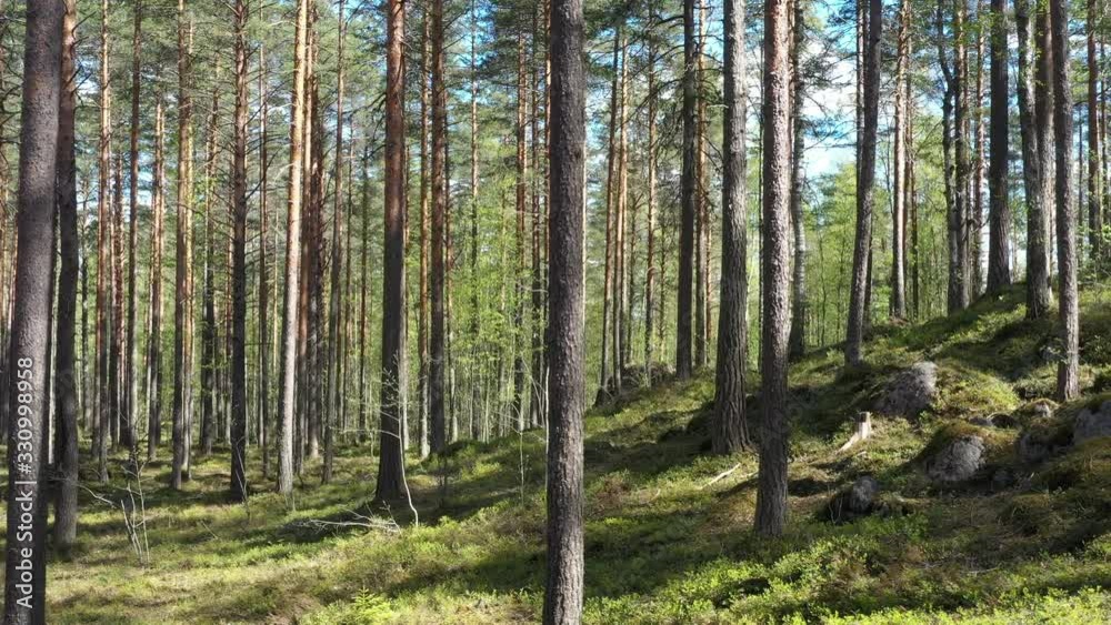 Fly in the Summer Pine Forest In Sunny Day moving camera