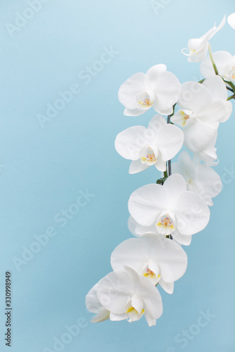 Fototapeta Naklejka Na Ścianę i Meble -  orchidee