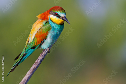 beautiful bee-eater sits on a branch and looks down