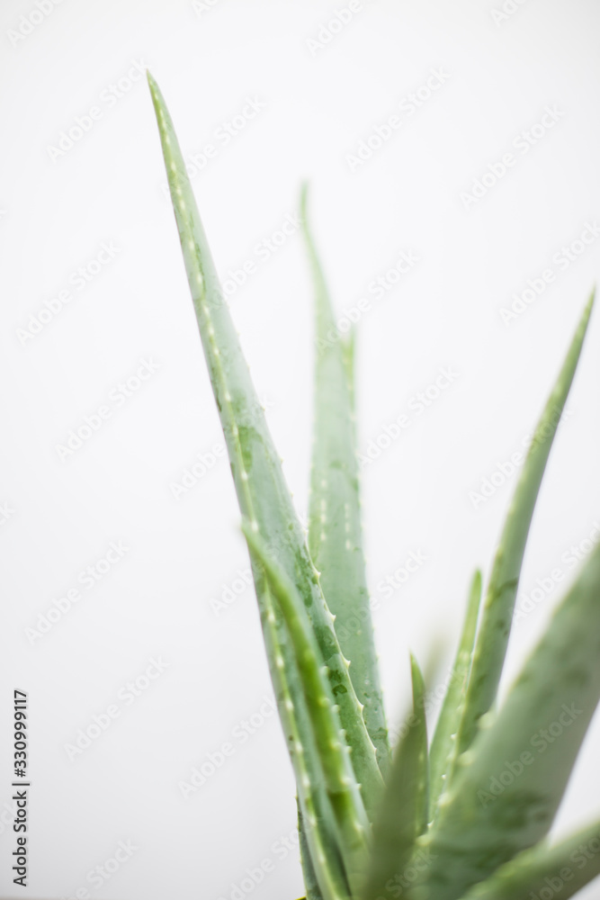 Fototapeta premium Aloe
