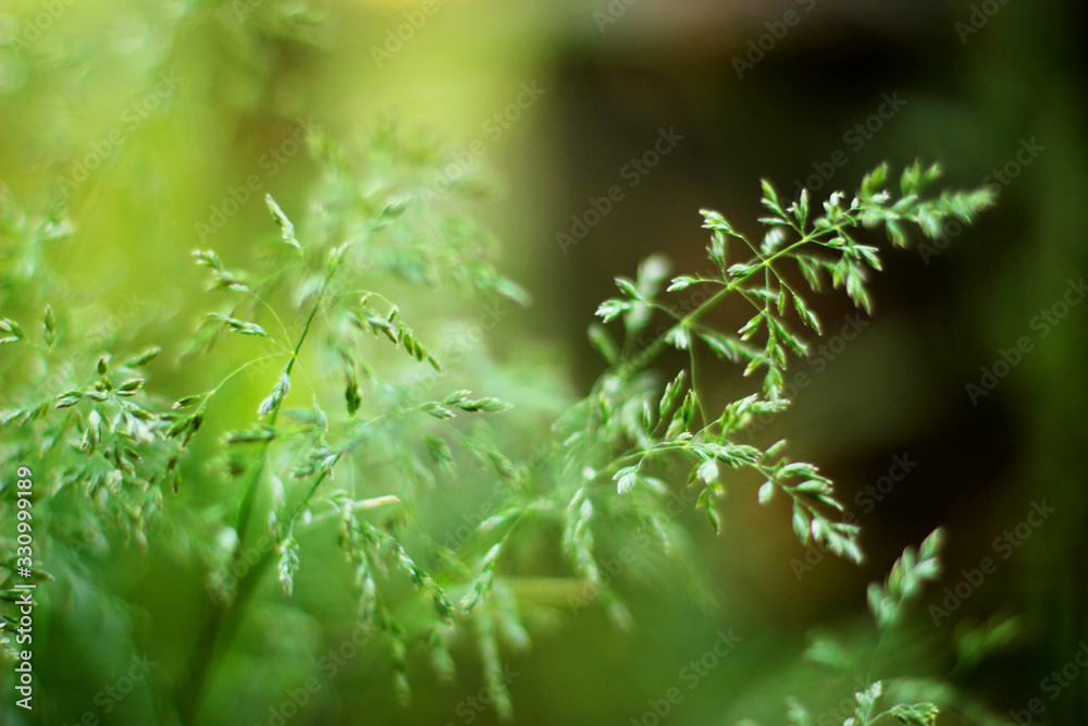 Summer background, green grass on a blurred background, natural green plants landscape, ecology