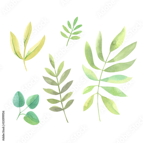 Clipart of watercolor twigs with leaves in green shades and different sizes. Drawn by hand