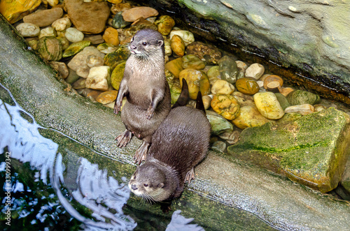 Two Otters