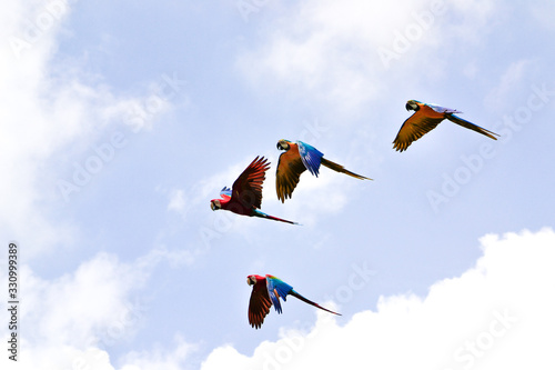 Flying parrots on Bali island
