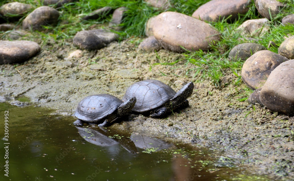 Obraz premium Zwei Schildkröten