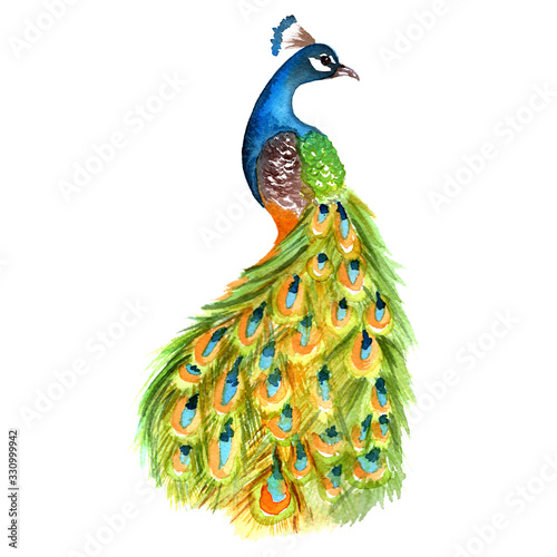 Wallpaper Mural Watercolor peacock colorful illustration