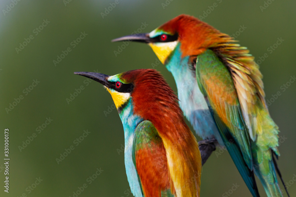 beautiful colored birds look into the distance beautiful colored birds look into the distance