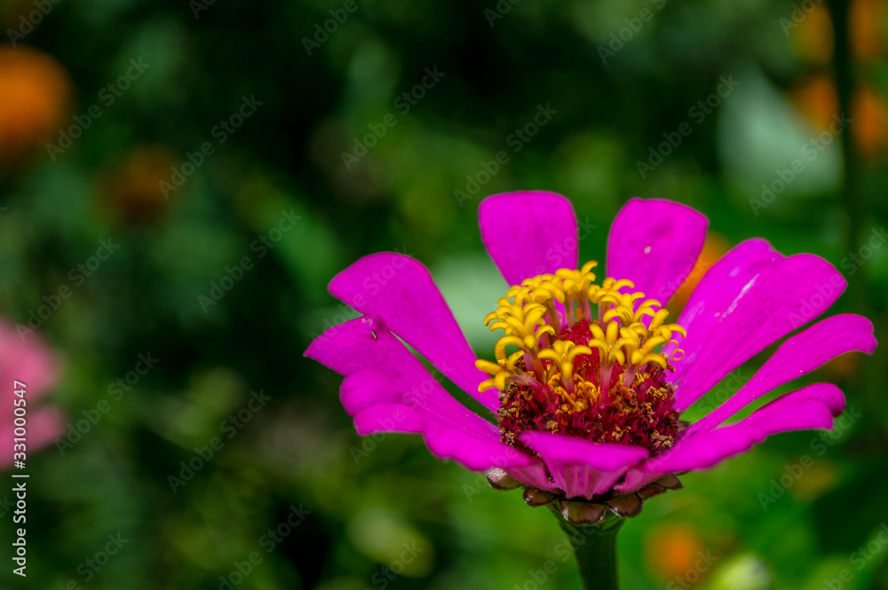 Fototapeta premium pink flower
