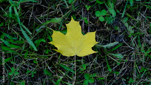 yellow oak leaf on green grass