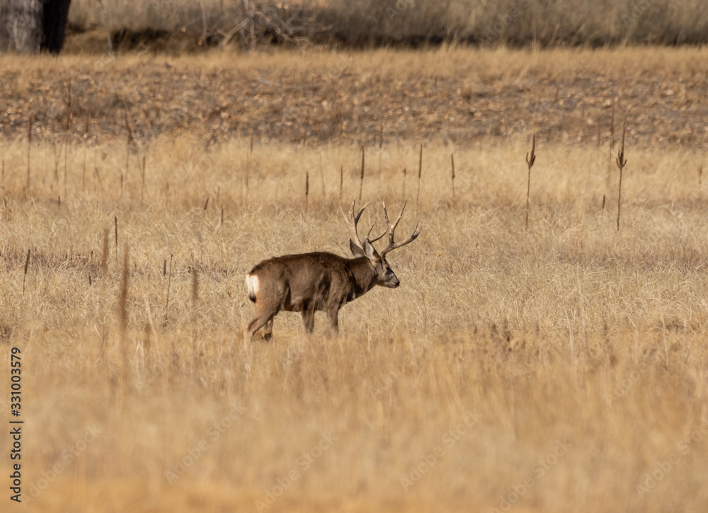 Buck Mule Deer in Autumn in Colorado During the Rut Buck Mule Deer in Autumn in Colorado During the Rut