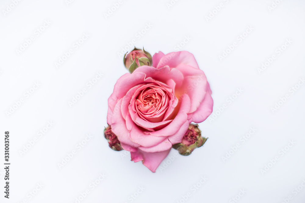 Rose Rose