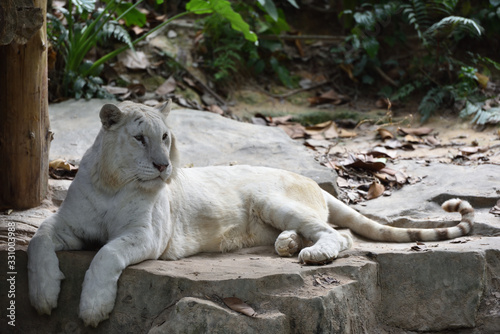 White lion  a king of cats