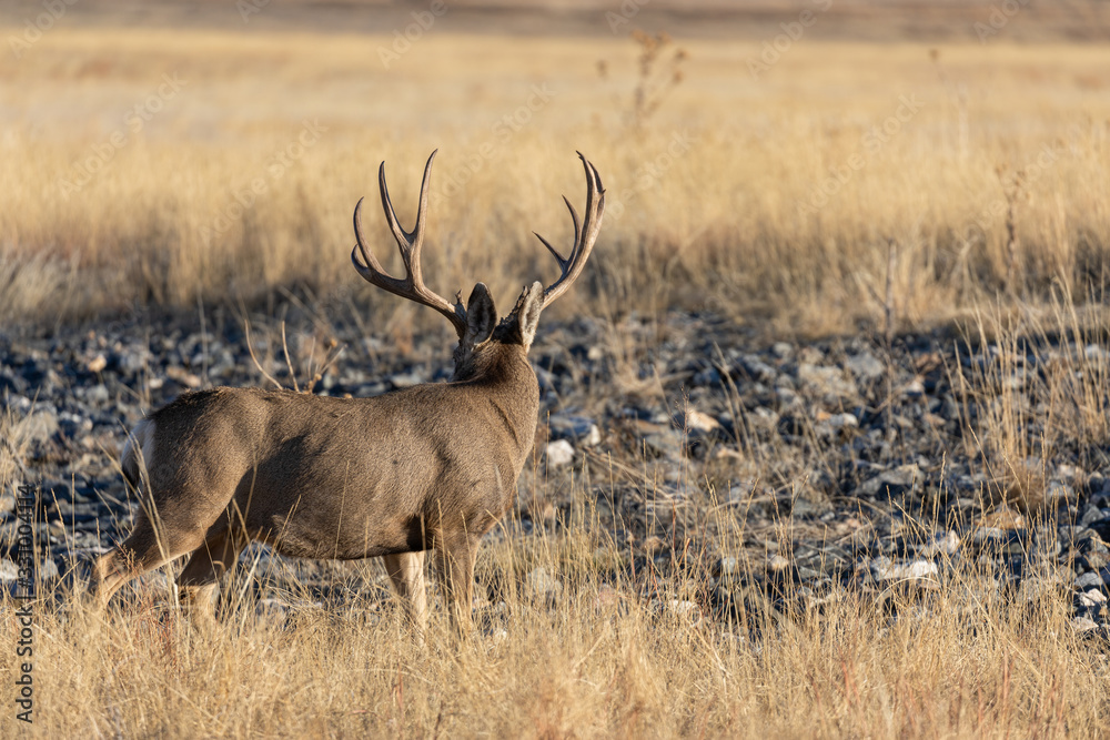 Buck Mule Deer in Autumn in Colorado During the Rut