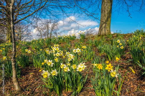 Fototapeta Naklejka Na Ścianę i Meble -  Daffodils in Springtime