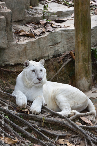 Fototapeta Naklejka Na Ścianę i Meble -  White lion, a king of cats