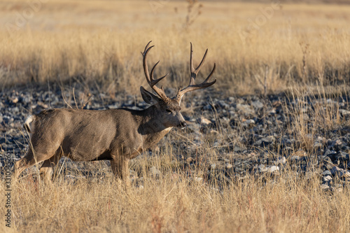 Buck Mule Deer in Autumn in Colorado During the Rut