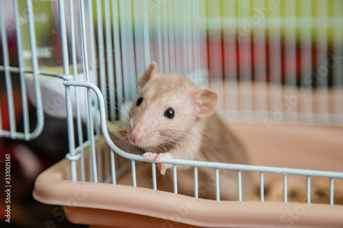 Photo The domestic rat dumbo, white, has leaned out of the open cage and looks