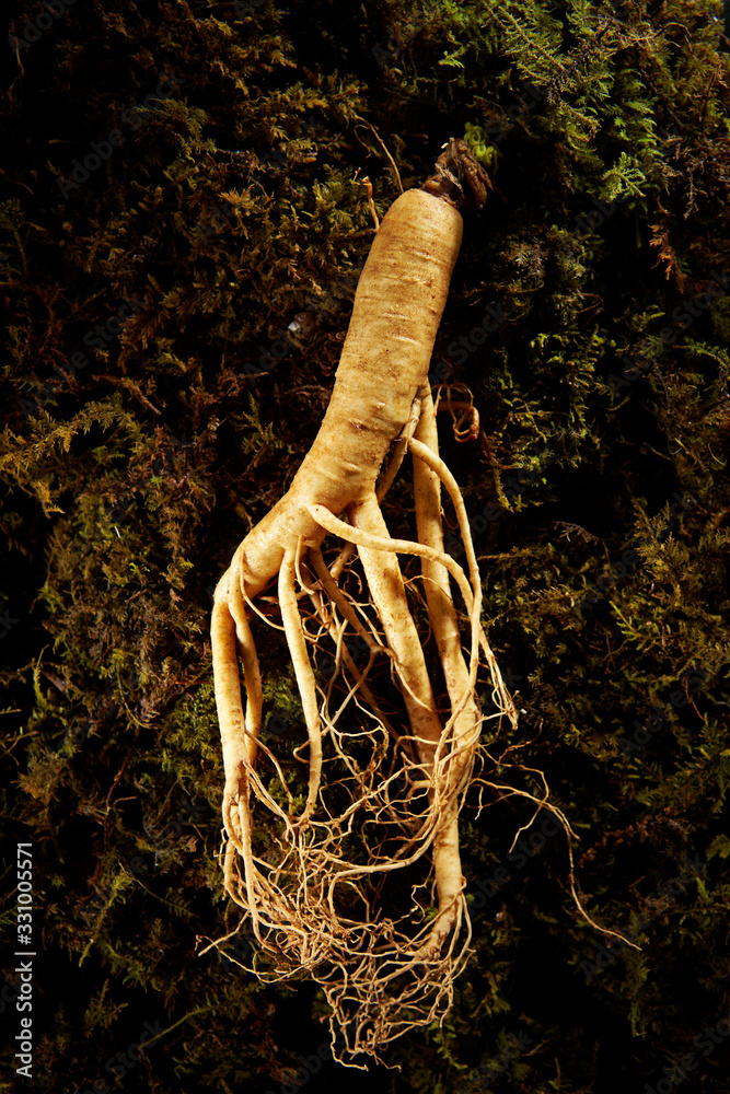 Korean ginseng root