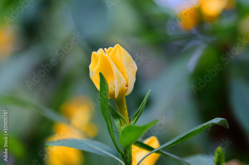 Gardenia, Gardenia sootepensis flowers are yellow, from flower buds to blooming flowers. With a mild fragrance