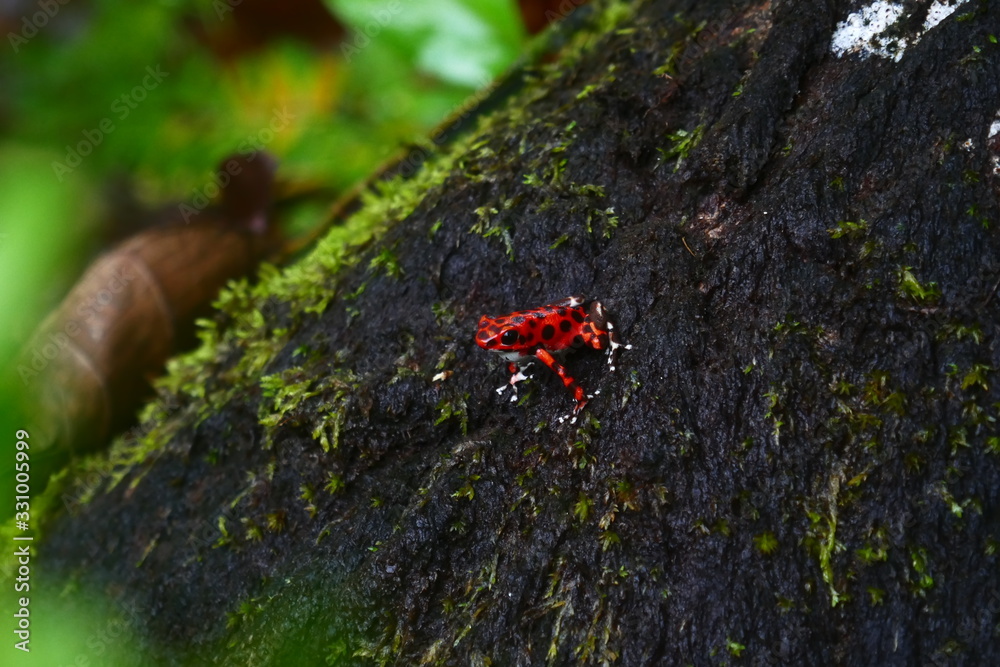Roter Frosch auf einem Baumstamm Roter Frosch auf einem Baumstamm