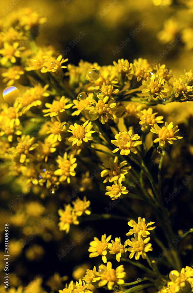 Elegant artistic closeup inflorescence of Solidago flower also known as goldenrods. Elegant artistic closeup inflorescence of Solidago flower also known as goldenrods.
