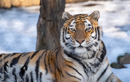 Sunbathing Tiger