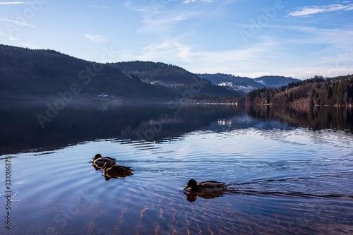 Canard sur un lac dans les Alpes