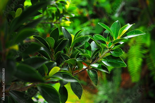 Young shoots  twig  leaves Of Ficus sp. tree in the morning garden