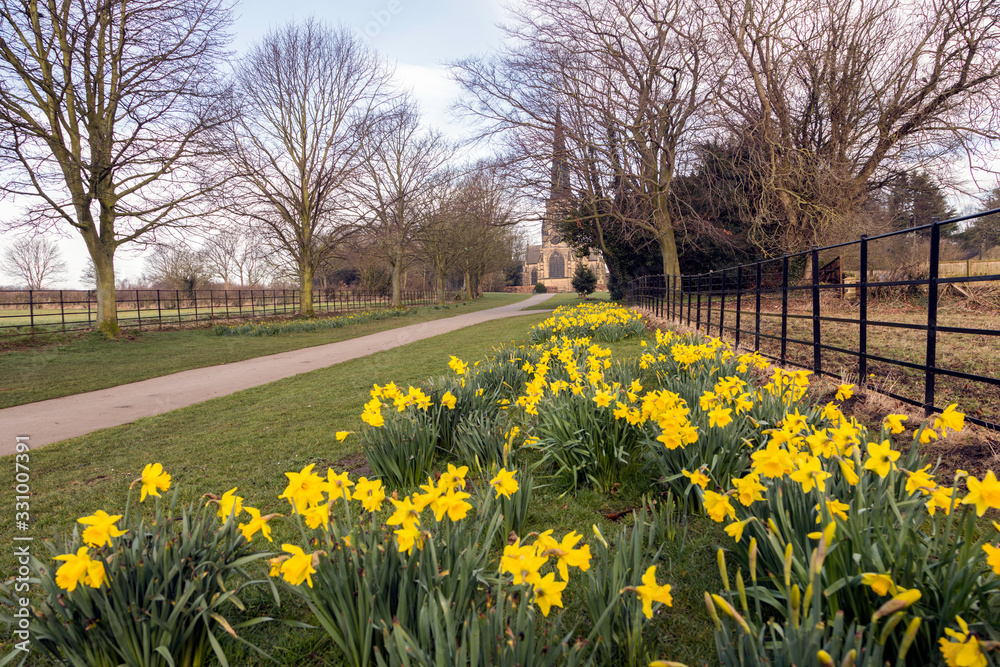 Obraz premium daffodils in the garden