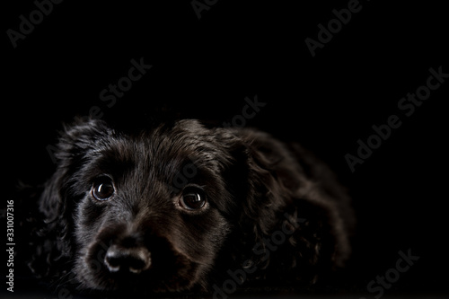 black dog in the black room © TETSUZO KIZZGAWA