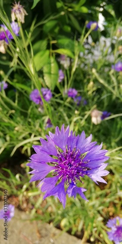 Delicate blue flower cornflower on a background of green grass. Wildflowers and meadow flowers. Touching summer flower. Centaurea cyanus. Symbol of simplicity and naturalness. Macro 