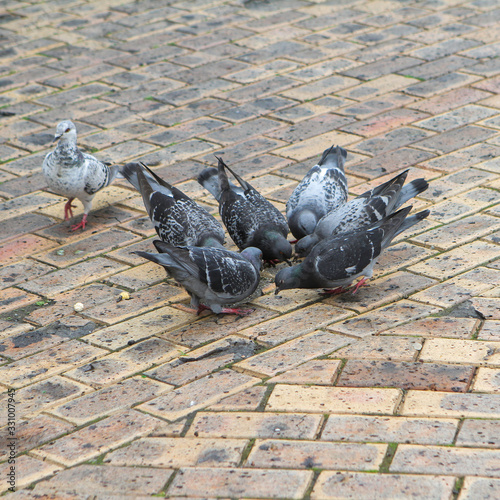  six pigeons eat on the square and one looks at it