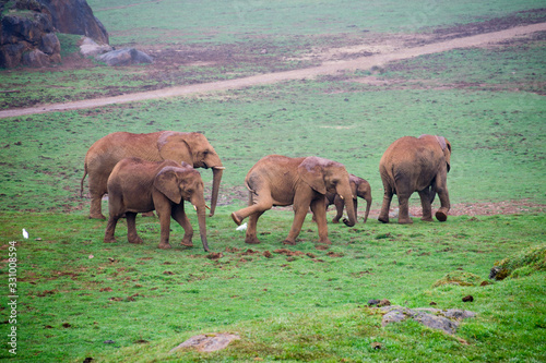 Elefante familia sei