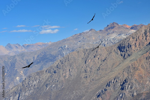 Condor flies over the mountains in the Kolka River Valley. Peru.