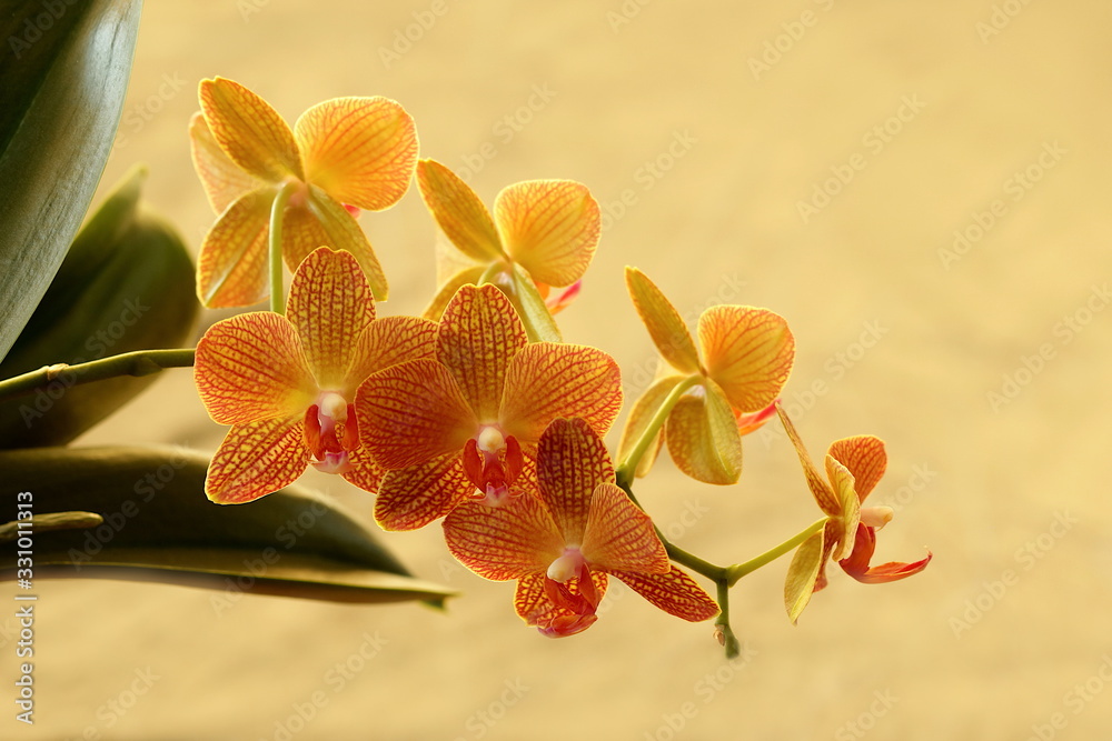 Fototapeta premium Orchidee orange isoliert