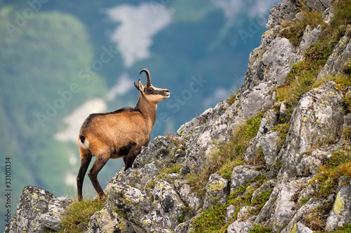 Vital tatra chamois, rupicapra rupicapra tatrica, climbing rocky hillside in mountains. Wild mammal looking up the cliff with copy space in High Tatras national park, Slovakia. photo